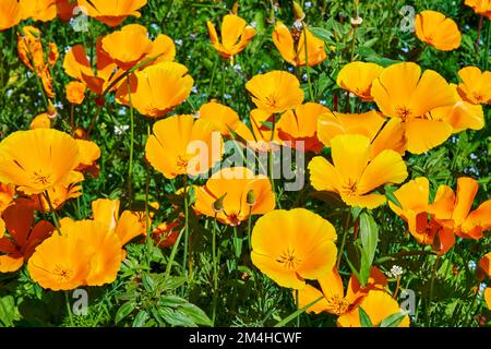 Eschscholzia californica, le pavot de Californie. Banque D'Images
