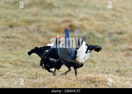 Tétras noir (Tetrao tetrix) deux oiseaux mâles présentant en début de matinée un site de lek au printemps, Deeside, parc national de Cairngorms, Écosse, avril 2018 Banque D'Images
