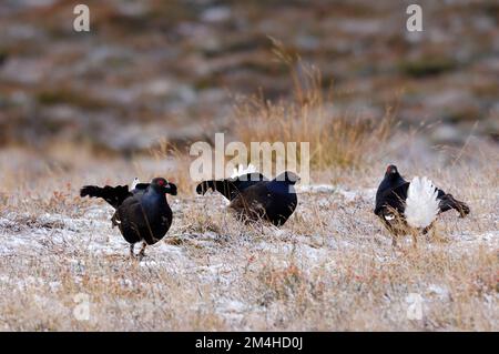 Tétras noirs (Tetrao tetrix) mâles exposés au lek tôt le matin mais en dehors de la saison de reproduction, Parc national de Cairngorms, Écosse Banque D'Images