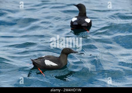 Guillemot noir (Cepphus grylle) paire d'oiseaux dans l'eau, île de Hoy, Orkney, Écosse, juillet 2008 Banque D'Images