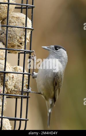 Blackcap (Sylvia atricapilla) hivernant l'oiseau mâle sur le mangeoire à oiseaux de jardin, Berwickshire, Scottish Borders, Écosse, mars 2021 Banque D'Images