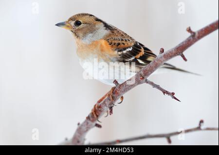 Brambling (Fringilla montifringilla) oiseau femelle perché sur un buisson aubépine dans des conditions de neige, Berwickshire, Écosse, décembre 2010 Banque D'Images