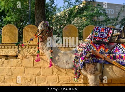 Jaisalmer, Inde - 10 novembre 2017. Chameau attendant le touriste dans la rue. Jaisalmer est un ancien centre commercial médiéval de l'État indien de Raj Banque D'Images