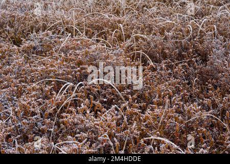 Végétation des terres humides au début de l'hiver, Grand Sudbury, Ontario, Canada Banque D'Images