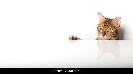 Un chat Bengale doré sort de derrière une table blanche. Le chat a curieusement regardé de derrière la table blanche. Banque D'Images