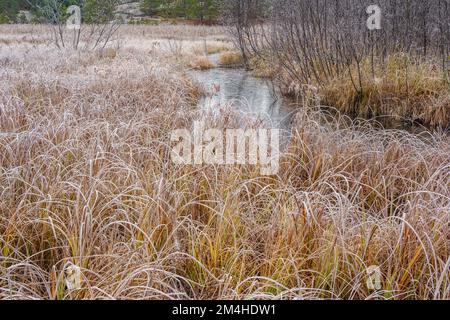 Végétation des terres humides au début de l'hiver, Grand Sudbury, Ontario, Canada Banque D'Images