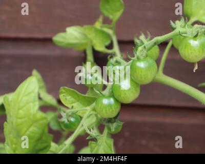Gros plan de tomates vertes non mûres poussant sur une plante de tomate en été Banque D'Images