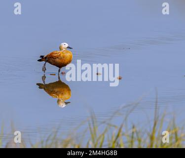 Ruddy Shelduck reposant dans un lac Banque D'Images