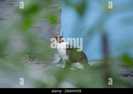 Goiania, Goiás, Brésil – 20 décembre 2022: Un chat tabby assis sur le sol en béton, attendant derrière le mur bleu, vu à travers les feuilles d'un arbre Banque D'Images