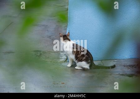 Goiania, Goiás, Brésil – 20 décembre 2022: Un chat tabby assis sur le sol en béton, attendant derrière le mur bleu, vu à travers les feuilles d'un arbre Banque D'Images