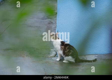 Goiania, Goiás, Brésil – 20 décembre 2022: Un chat tabby assis sur le sol en béton, attendant derrière le mur bleu, vu à travers les feuilles d'un arbre Banque D'Images