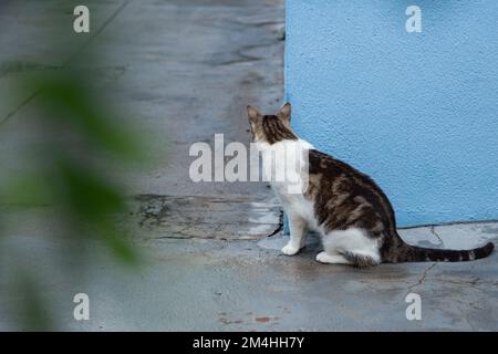 Goiania, Goiás, Brésil – 20 décembre 2022: Un chat tabby assis sur le sol en béton, attendant derrière le mur bleu, vu à travers les feuilles d'un arbre Banque D'Images