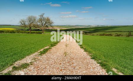 Route de gravier menant à travers le champ de blé avec vue sur l'horixon et les arbres sous le ciel bleu dans les Wolds un matin lumineux près de Sledmere, Yorkshire, Royaume-Uni Banque D'Images