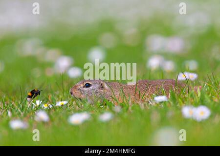 Écureuil terrestre européen / Souslik européen (Spermophilus citellus) regardant les bourdons dans la prairie avec des fleurs au printemps, Burgenland, Autriche Banque D'Images