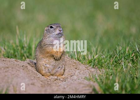 Écureuil terrestre européen / Souslik européen (Spermophilus citellus) assis à l'entrée du terrier dans la prairie / champ au printemps, Burgenland, Autriche Banque D'Images