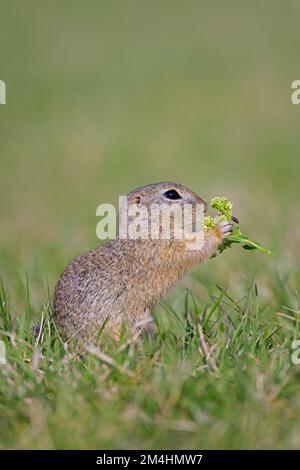 Écureuil terrestre européen / Souslik européen (Spermophilus citellus / Citellus citellus) manger des fleurs dans les prairies / champ au printemps, Burgenland, Autriche Banque D'Images