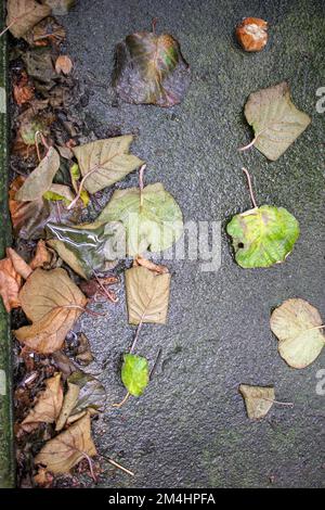 quelques feuilles de kiwi sur le sol en automne Banque D'Images