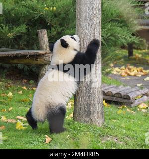 Un bébé panda géant grimpant dans un arbre, animal drôle Banque D'Images