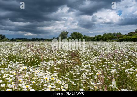 Prairie florale avec principalement des pâquerettes, nuages de pluie, pays de Muensterland, Rhénanie-du-Nord-Westphalie, Allemagne Banque D'Images