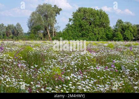 Prairie florale avec principalement des pâquerettes, pays de Muensterland, Rhénanie-du-Nord-Westphalie, Allemagne Banque D'Images