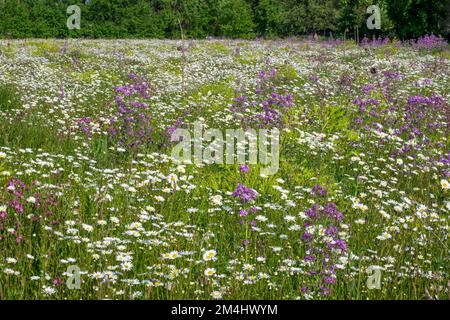 Prairie florale avec principalement des pâquerettes, pays de Muensterland, Rhénanie-du-Nord-Westphalie, Allemagne Banque D'Images