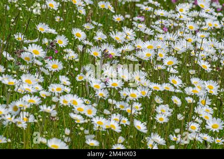 Prairie florale avec principalement des pâquerettes, pays de Muensterland, Rhénanie-du-Nord-Westphalie, Allemagne Banque D'Images