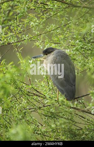 Héron noir couronné (Nycticorax nycticorax) qui rôde dans la brousse de saule (Salix) au-dessus de l'eau pour proie, Allgaeu, Bavière, Allemagne Banque D'Images