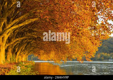 Avenue automante au lac Baldeney, lac Baldeney, Essen-werden, Essen, Rhénanie-du-Nord-Westphalie, Allemagne Banque D'Images