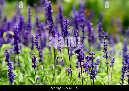 Un gros plan d'une Salvia Farinacea bleue de Victoria fleurit dans le champ Banque D'Images