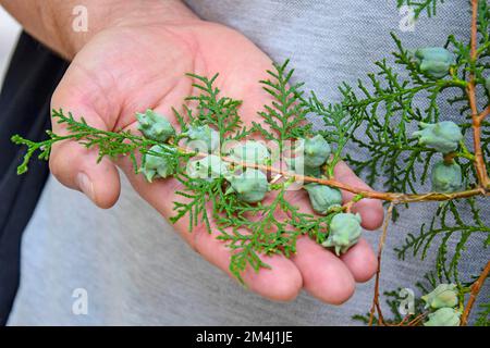 Thuja soin de l'arbre. Branche Thuja avec fruits sur la paume mâle. Gros plan. Mise au point sélective. Copier l'espace. Banque D'Images