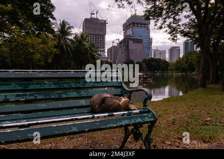 Chat brun rayé se relaxant sur un banc de parc avec chantier de construction en arrière-plan Banque D'Images