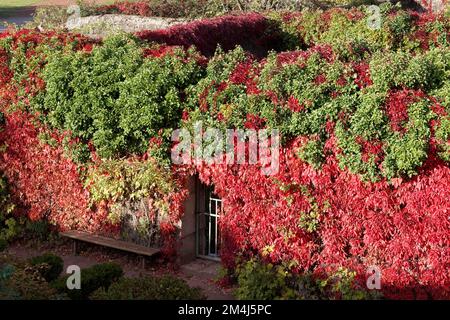 Jardins de bunker surcultivés avec des vignes sauvages aux couleurs automnales, aciéries désaffectées, Parc paysager Duisburg-Nord, Duisburg-Meiderich, Nord Banque D'Images