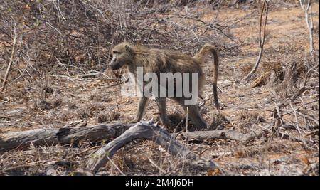 Babouin avec jeune, Parc national Kruger, Afrique du Sud Banque D'Images