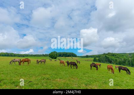 Fohlenhof Gestuet St. Johann, station d'élevage de foal, Bad Urach, région de la biosphère de l'Alb souabe, chevaux, sages, troupeau, paysage vallonné, agriculture Banque D'Images