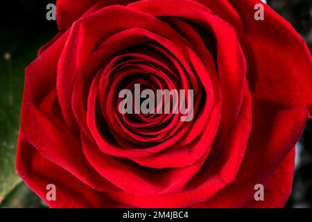 Gros plan d'une rose rouge Banque D'Images