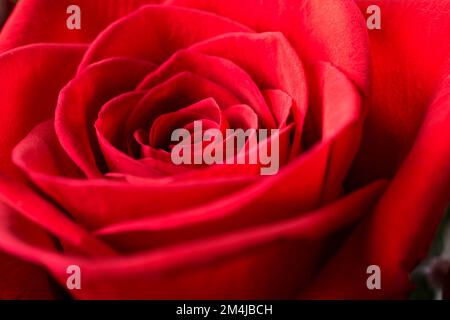 Gros plan d'une rose rouge Banque D'Images