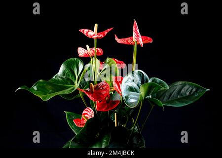 Fleur de Flamingo d'Anthurium rouge isolée sur fond noir. Anthurium est un genre d'environ 1000 espèces de plantes à fleurs, le plus grand genre du a Banque D'Images