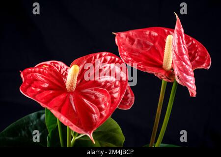 Fleur de Flamingo d'Anthurium rouge isolée sur fond noir. Anthurium est un genre d'environ 1000 espèces de plantes à fleurs, le plus grand genre du a Banque D'Images