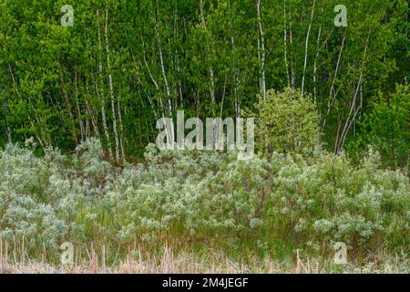 Birch grove, saule au printemps, Grand Sudbury, Ontario, Canada Banque D'Images