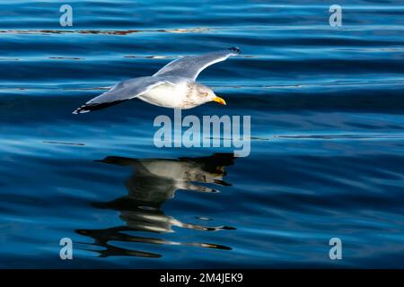 Goéland argenté volant à basse vitesse sur de légères ondulations, clairement reflété à la surface de la mer Banque D'Images