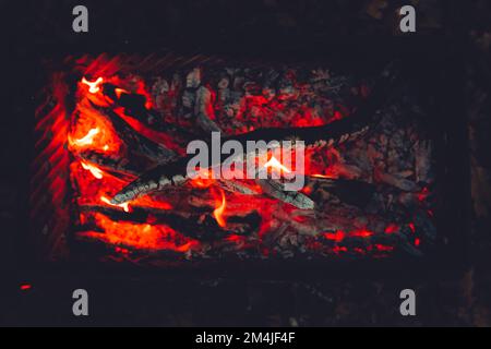 Beau feu de bois de chauffage en forêt. Espace pour le texte Banque D'Images