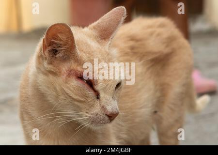 Chat malade errant avec un oeil gonflé et rouge en raison de la conjonctivite et de la gale dans la fourrure Banque D'Images