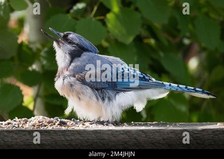 Blue Jay Chicks Banque D'Images