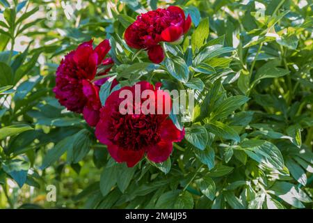 Pivoines rouge Charm fleurs dans le jardin Banque D'Images