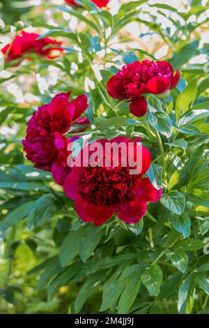 Pivoines rouge Charm fleurs dans le jardin Banque D'Images