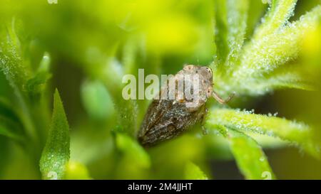 Spittlebug des prés ou Froghopper commun (Philaenus Spumarius) Banque D'Images