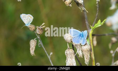Deux papillons bleus communs mâles adultes, Polyommatus Icarusm, vues dorsale et inférieure Banque D'Images