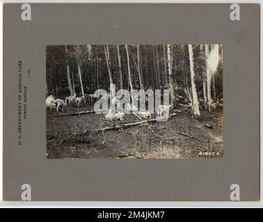 Pâturage des moutons - Généralités. Photographies relatives aux forêts nationales, aux pratiques de gestion des ressources, au personnel et à l'histoire culturelle et économique Banque D'Images