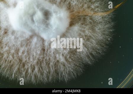 Croissance d'un mycélium de champignon dans un tube à essai. Utilisation d'une boîte de Pétri avec agar en laboratoire Banque D'Images