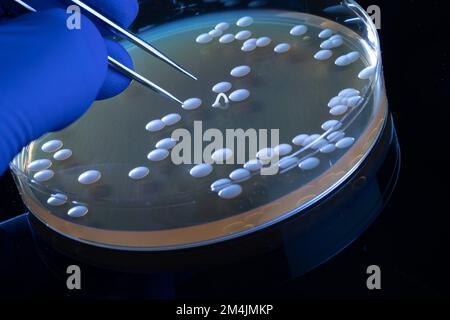 Colonies de Candida albicans sur boîte de Pétri avec agar, une colonie de forme inhabituelle formant une arche Banque D'Images